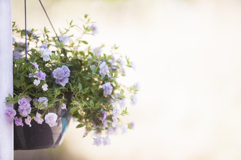 Hanging planters